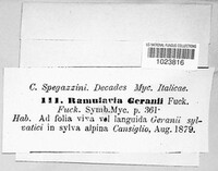 Ramularia geranii image